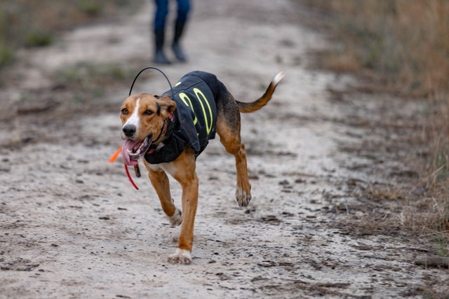 Hunting Dog Gear Training Supplies Medication Garmin Collars Timber Shore Dog Supply